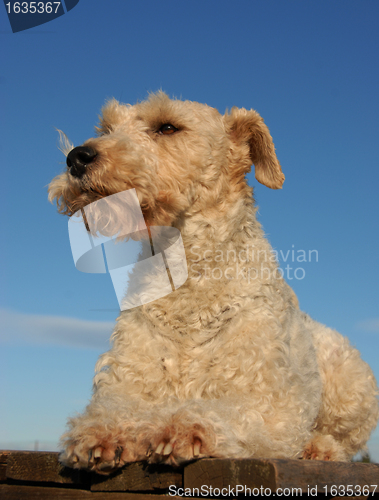 Image of fox terrier