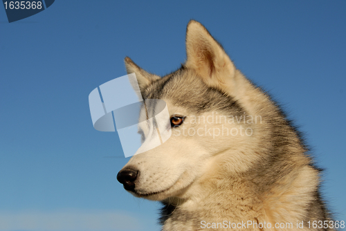 Image of siberian husky