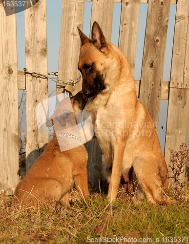 Image of female dog and puppy