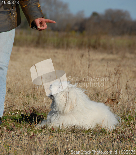 Image of obeying dog