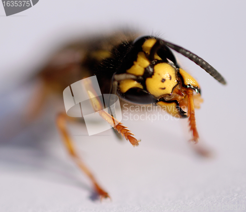 Image of wasp