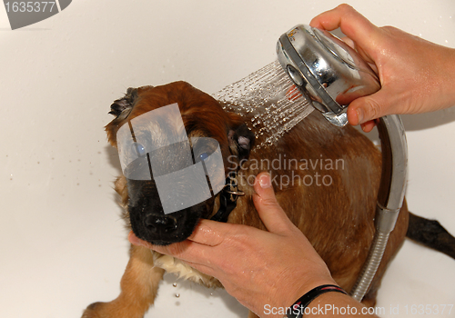 Image of puppy in bathroom