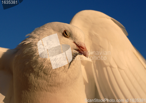 Image of death throes of dove