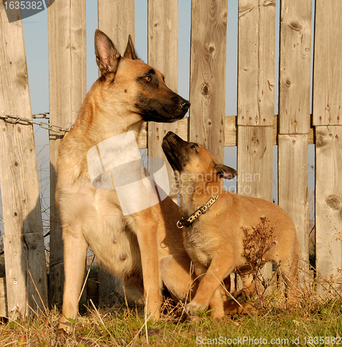 Image of mother and puppy dogs