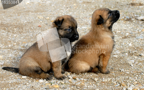 Image of puppies shepherd