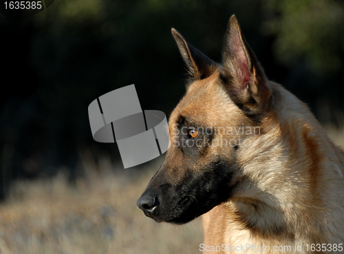 Image of belgian shepherd