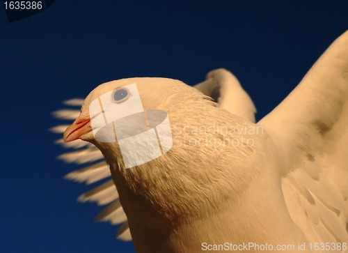 Image of dove in flight