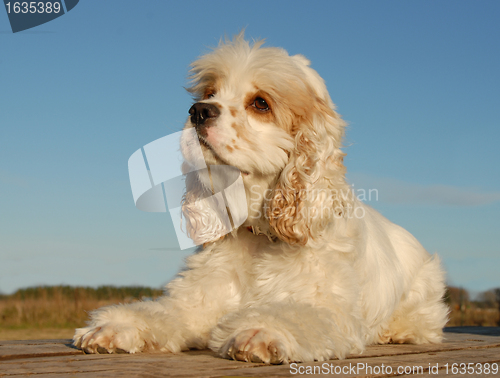 Image of american cocker