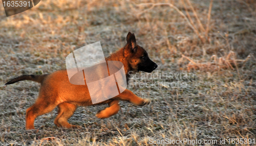 Image of running puppy