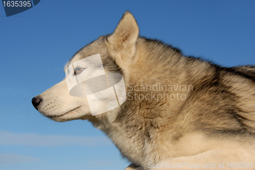 Image of siberian husky