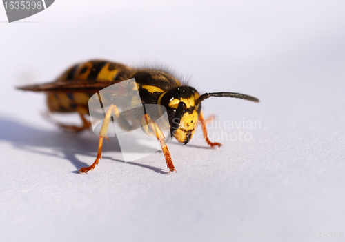 Image of wasp