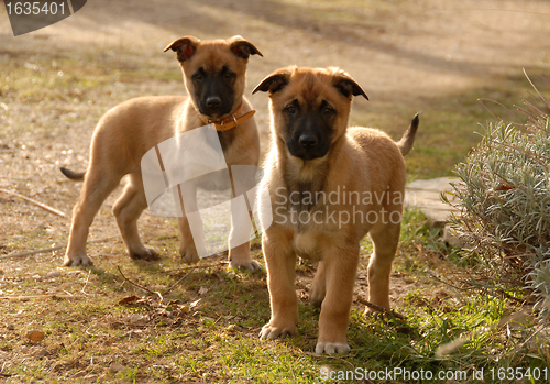 Image of two puppies malinois