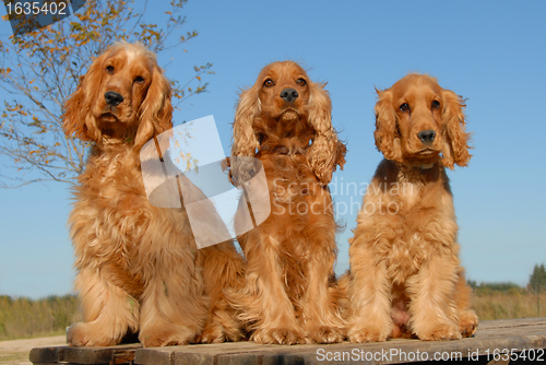 Image of three purebred cockers