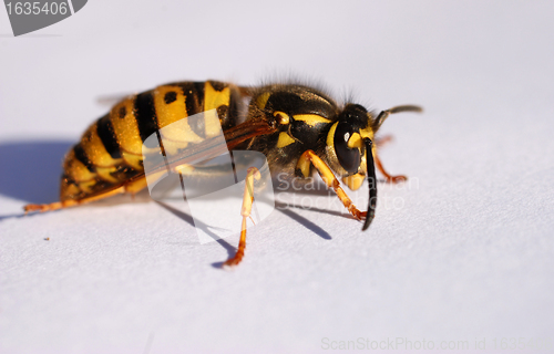 Image of wasp