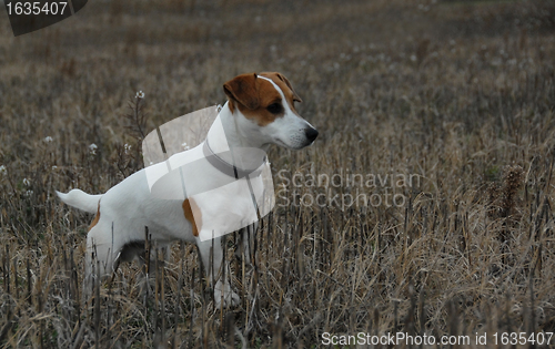 Image of jack russel terrier