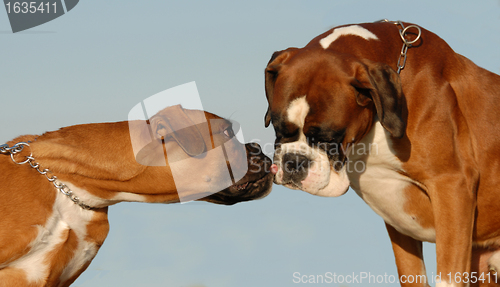 Image of kissing boxer