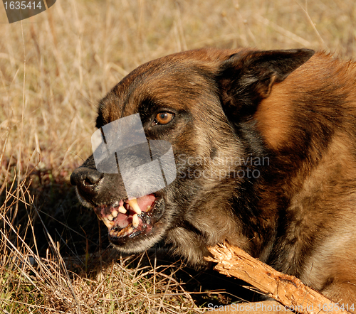 Image of dangerous belgian shepherd