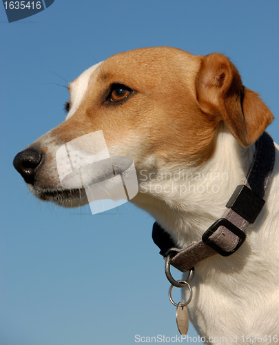 Image of jack russel terrier