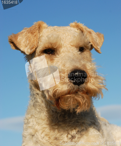 Image of fox terrier