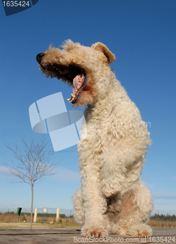 Image of yawning fox terrier