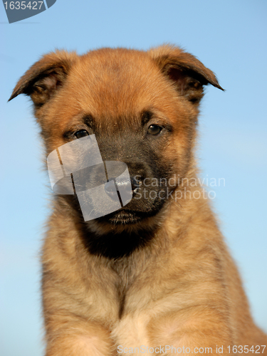Image of puppy belgian shepherd