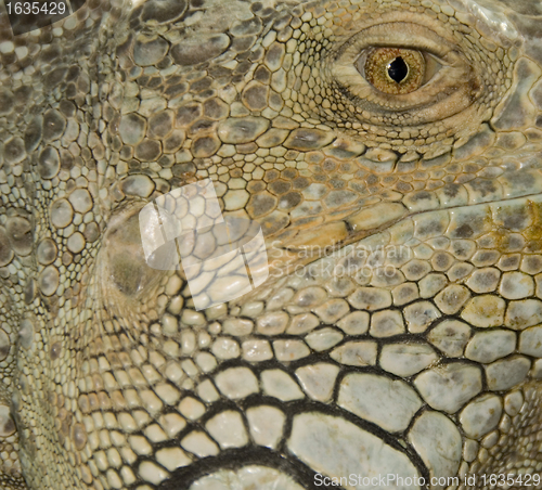 Image of eye of iguana