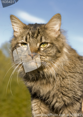 Image of grey cat