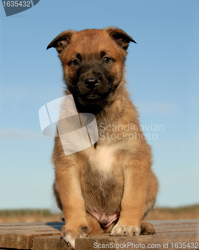 Image of puppy malinois