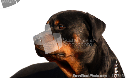 Image of rottweiler