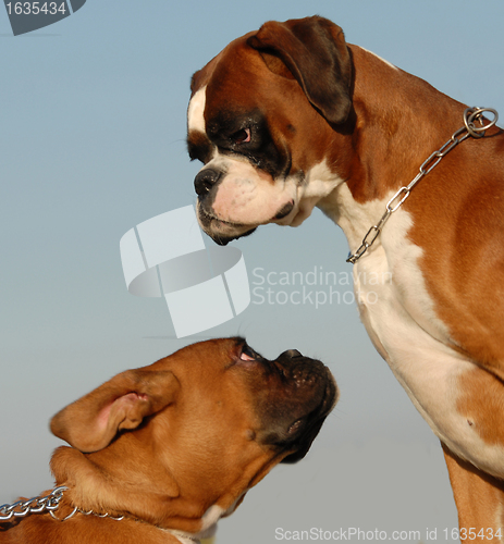 Image of two boxers