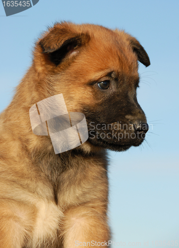 Image of puppy belgian shepherd