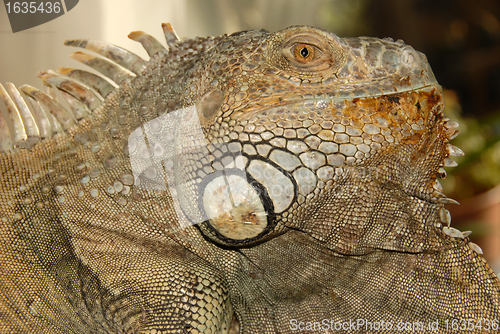 Image of green iguana