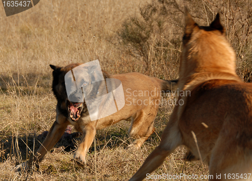 Image of two dangerous dogs