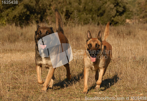 Image of couple of sheepdog