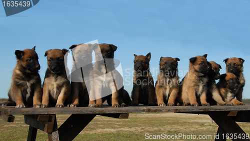 Image of puppies malinois