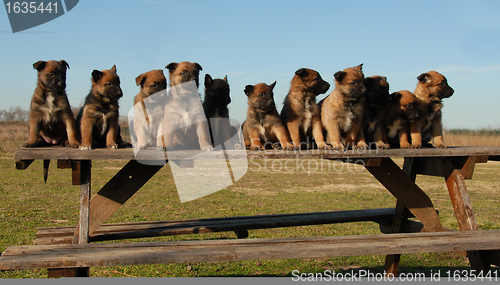 Image of puppies belgian shepherds