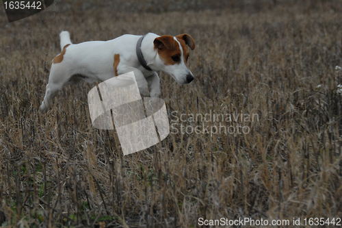 Image of jack russel terrier in a field