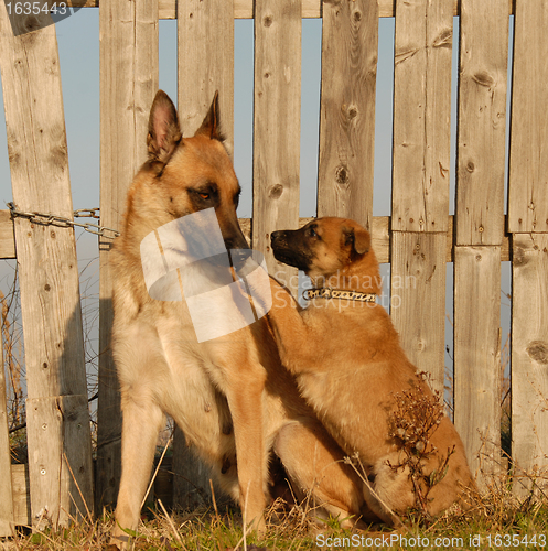 Image of mother dog and puppy