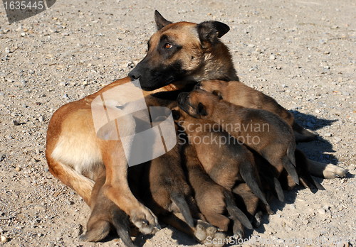 Image of female shepherd and puppies