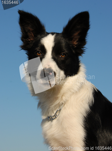 Image of young border collie