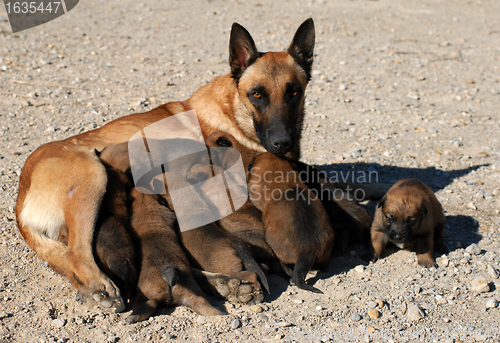 Image of belgian shepherd and puppies