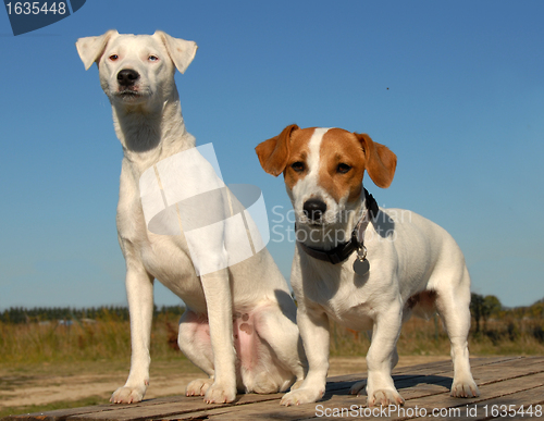 Image of two littles dogs