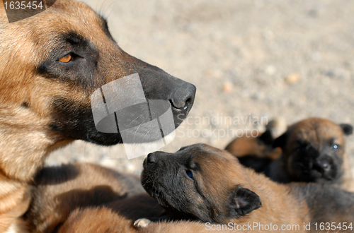 Image of mother dog and puppies