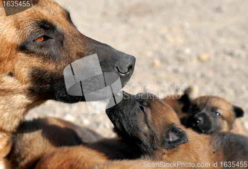 Image of mother dog and puppy