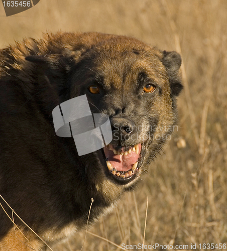 Image of dangerous dog
