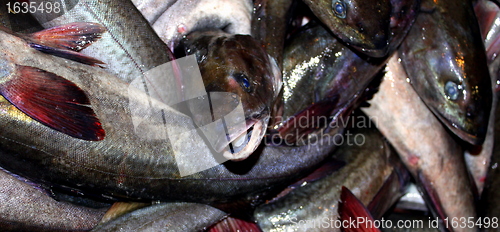 Image of Fish Catch