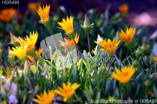 Image of Ice Plant
