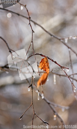 Image of Early spring. Frozen droplets on a tree