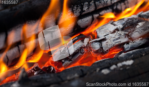 Image of Fire close-up view