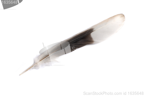 Image of Feather